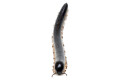 Thyropygus sp. 1 Malaysia adult